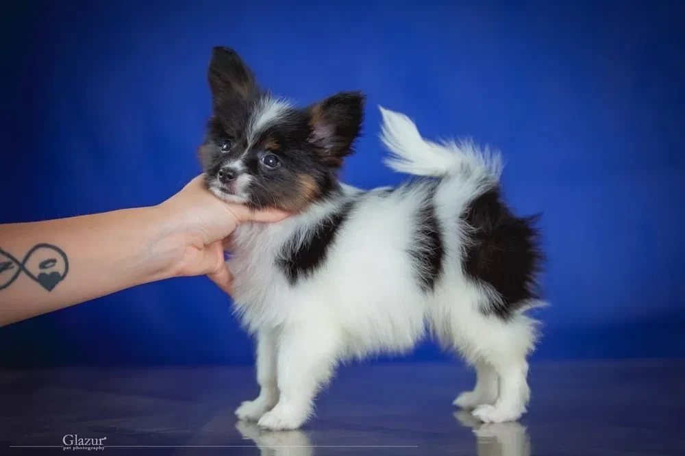 Adorable Papillon Puppies for Sale | Healthy & Socialized!