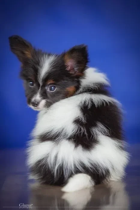 Adorable Papillon Puppies for Sale | Healthy & Socialized!