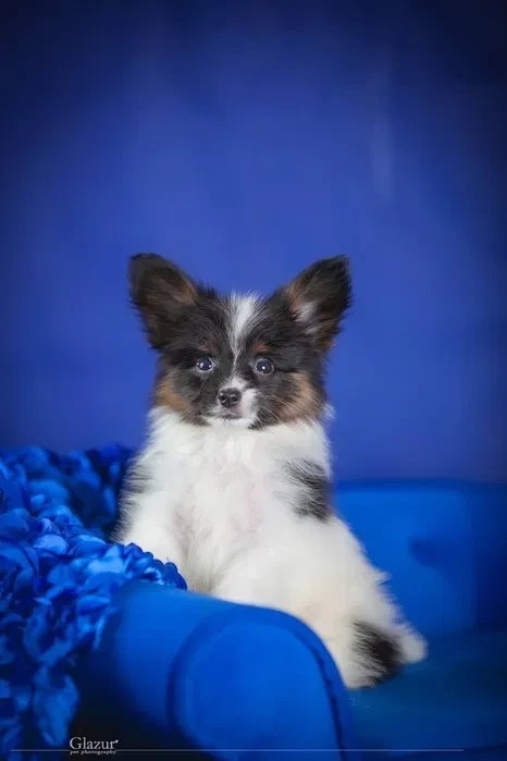 Adorable Papillon Puppies for Sale | Healthy & Socialized!