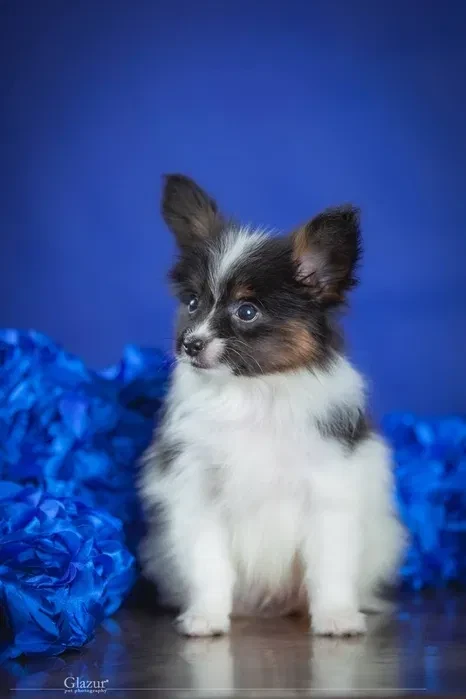 Adorable Papillon Puppies for Sale | Healthy & Socialized!