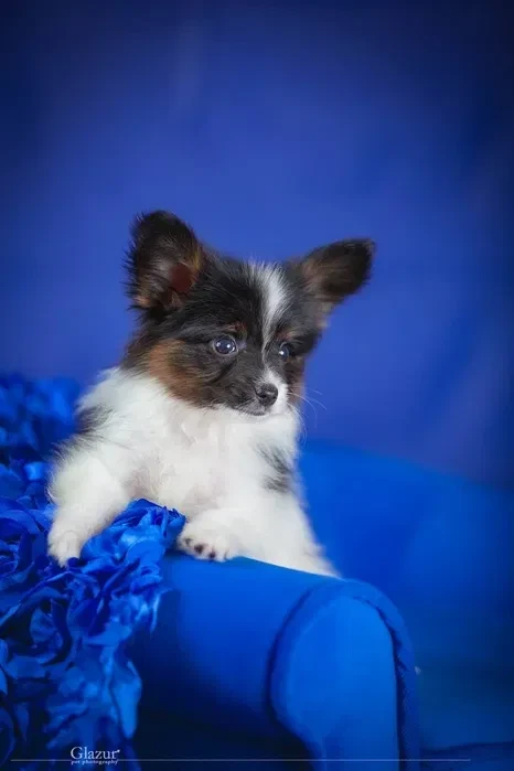 Adorable Papillon Puppies for Sale | Healthy & Socialized!