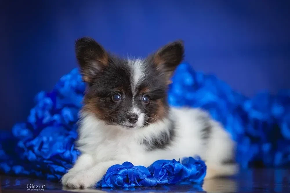 Adorable Papillon Puppies for Sale | Healthy & Socialized!