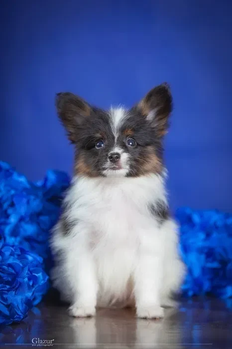 Adorable Papillon Puppies for Sale | Healthy & Socialized!