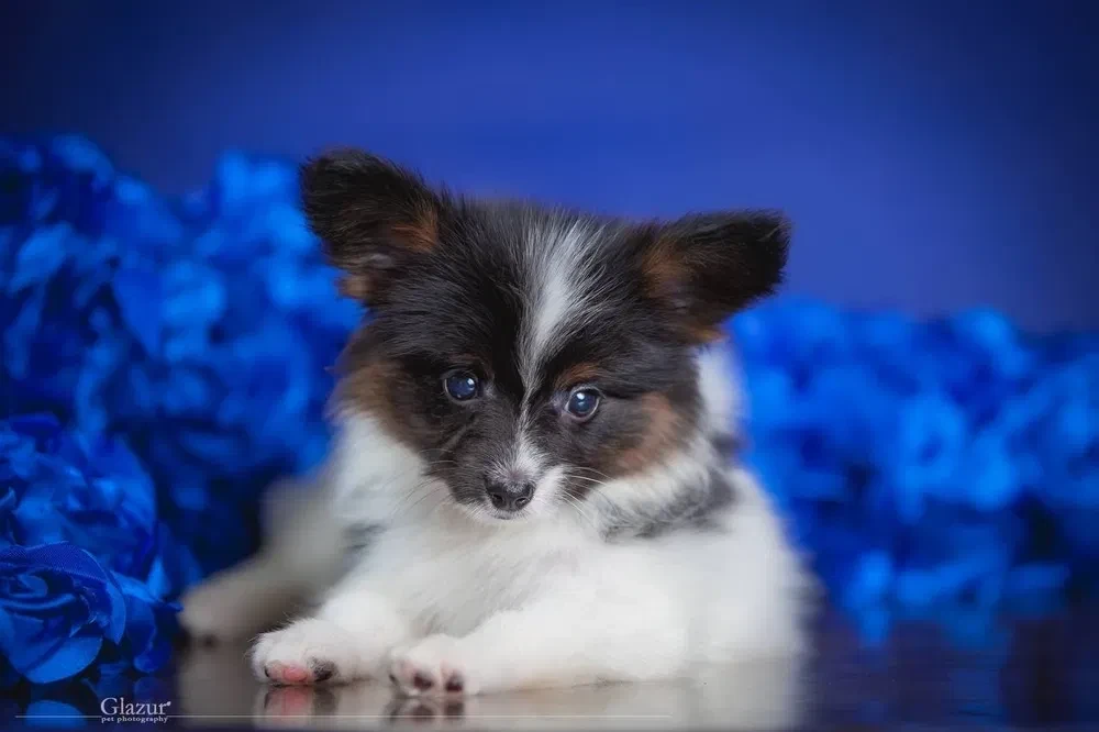 Adorable Papillon Puppies for Sale | Healthy & Socialized!
