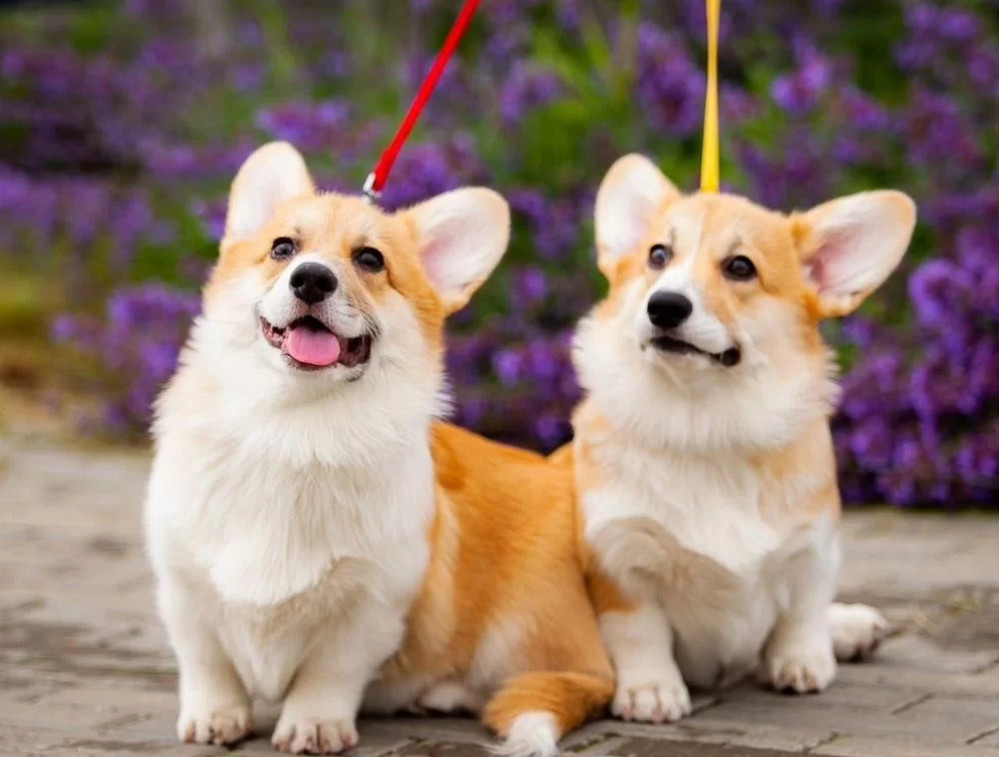 Cardigan Welsh Corgi Puppies for Sale in Texas (TX)