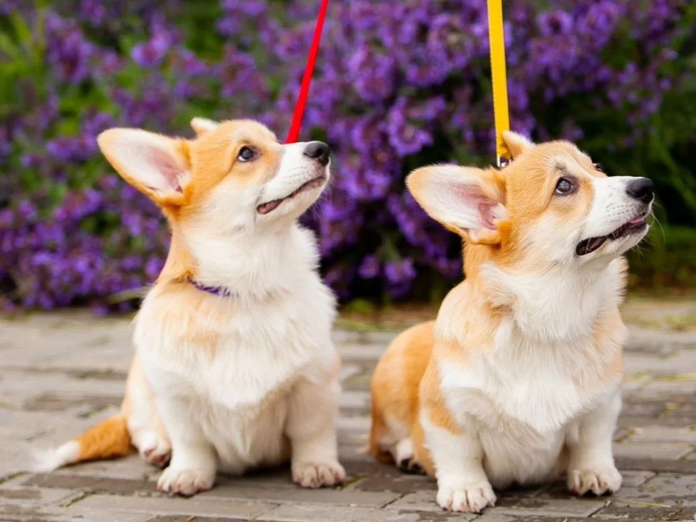 Cardigan Welsh Corgi Puppies for Sale in Texas (TX)