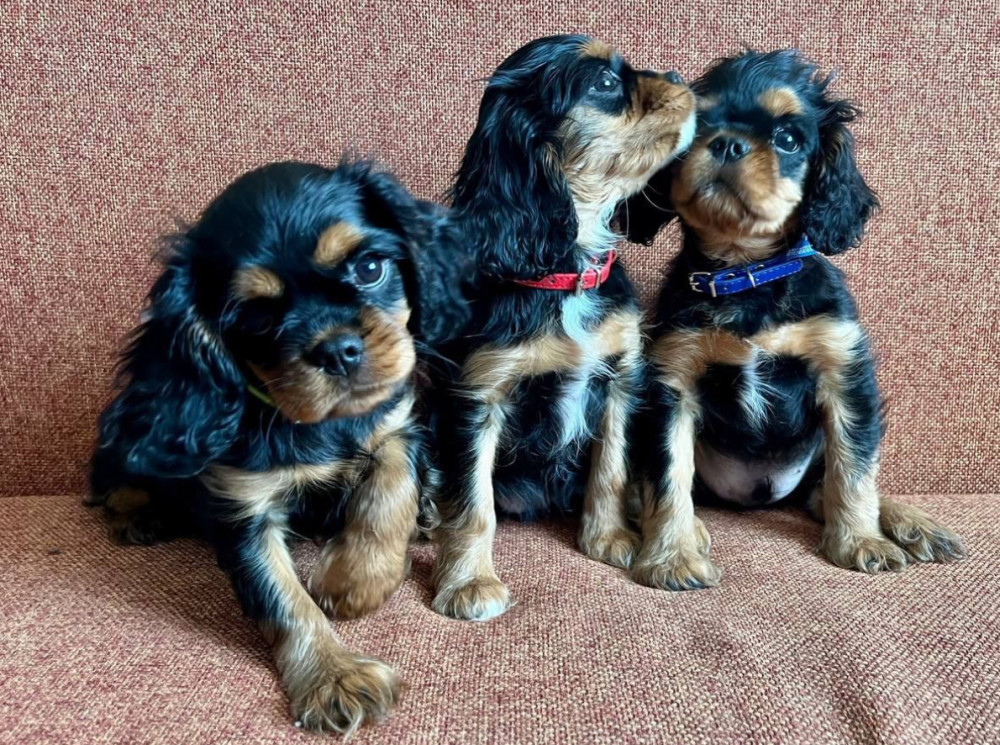 Cavalier King Charles Spaniel Puppies for Sale in Minnesota (MN)