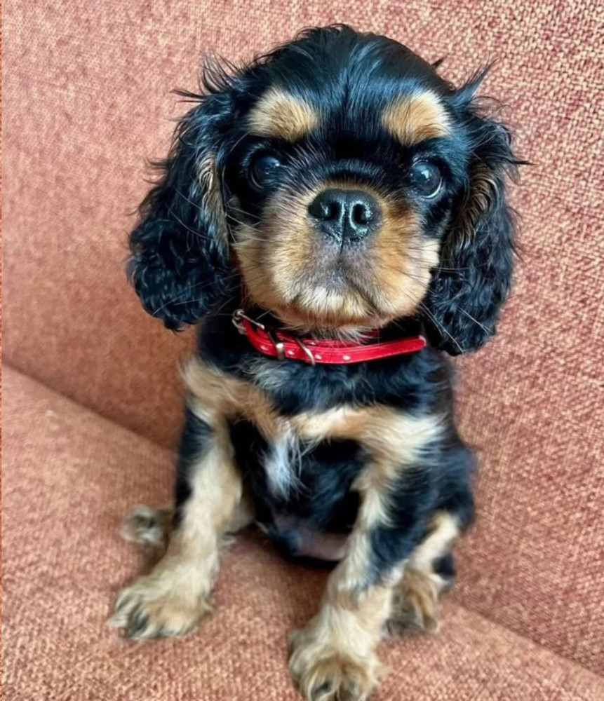 Cavalier King Charles Spaniel Puppies for Sale in Minnesota (MN)