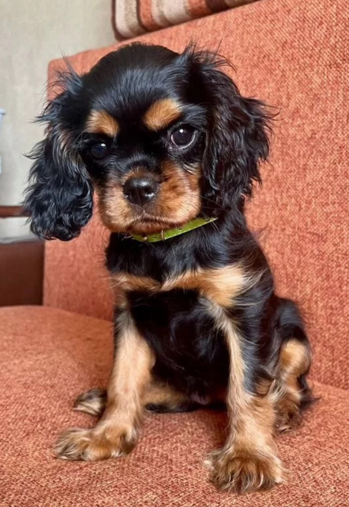 Cavalier King Charles Spaniel Puppies for Sale in Minnesota (MN)