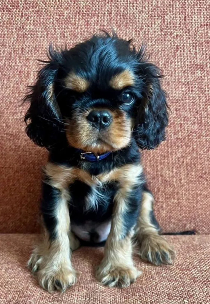 Cavalier King Charles Spaniel Puppies for Sale in Minnesota (MN)
