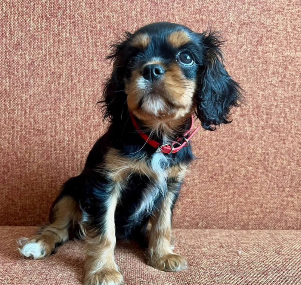 Cavalier King Charles Spaniel Puppies for Sale in Minnesota (MN)