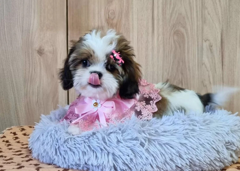 Cavalier King Charles Spaniel Puppy for Sale in Louisiana (LA)