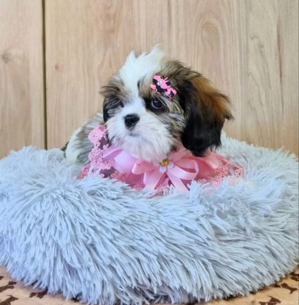Cavalier King Charles Spaniel Puppy for Sale in Louisiana (LA)
