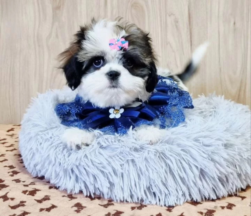 Cavalier King Charles Spaniel Puppy for Sale in Louisiana (LA)