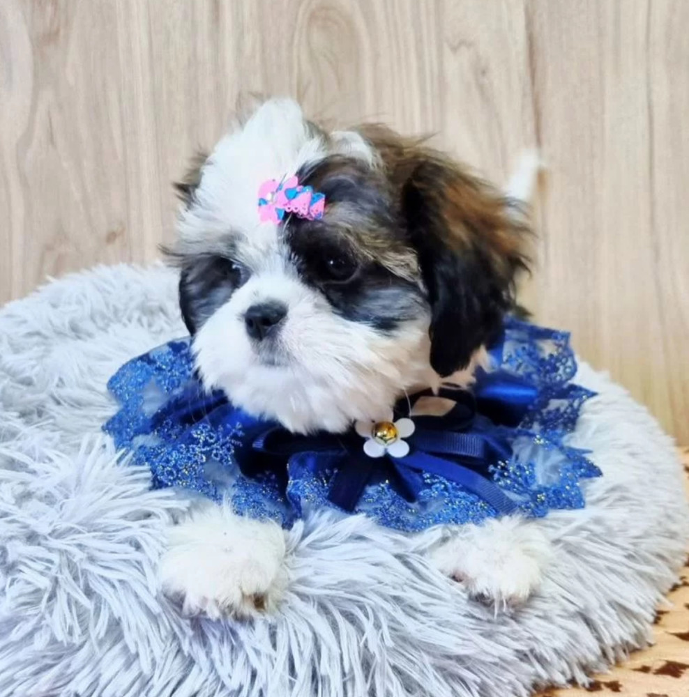 Cavalier King Charles Spaniel Puppy for Sale in Louisiana (LA)