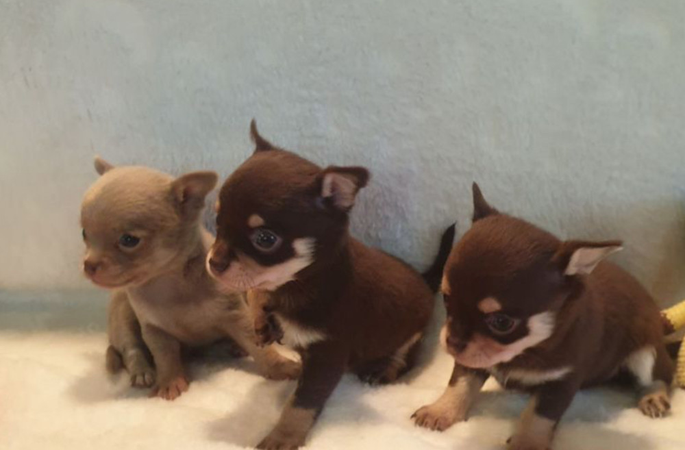 Chihuahua Puppies for Sale in Illinois (IL)