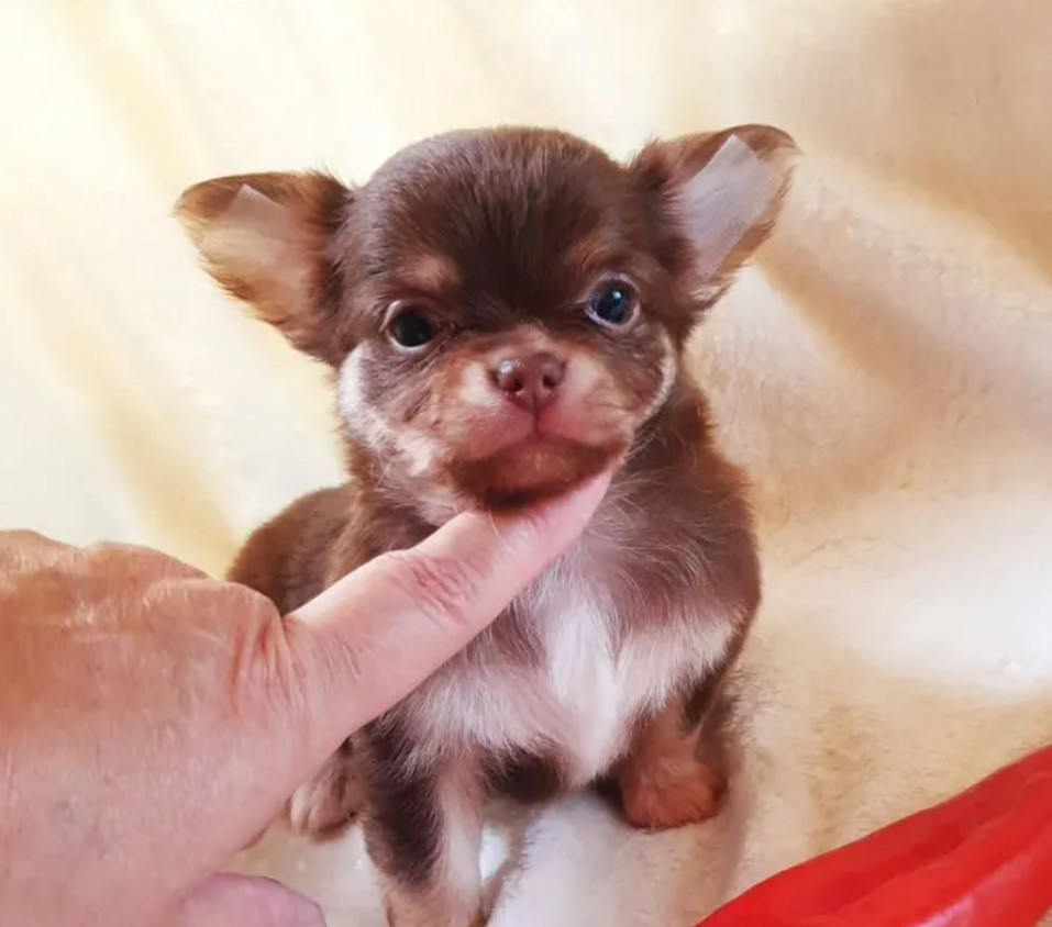Chihuahua Puppies for Sale in Illinois (IL)