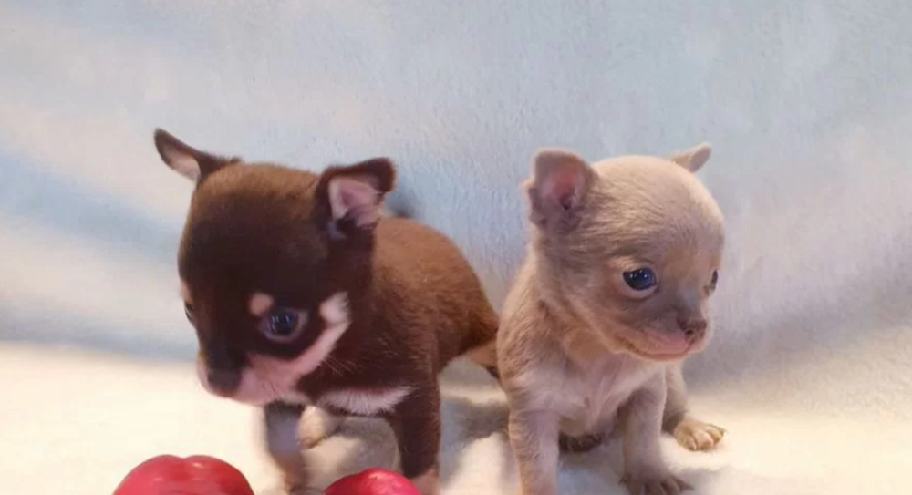 Chihuahua Puppies for Sale in Illinois (IL)