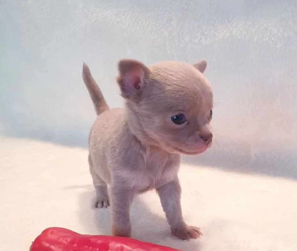 Chihuahua Puppies for Sale in Illinois (IL)