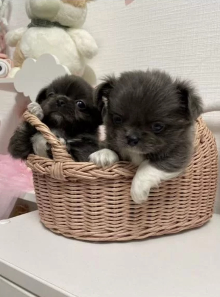Chihuahua Girl and Boy Waiting for a New Owner in the Bronx (NY)