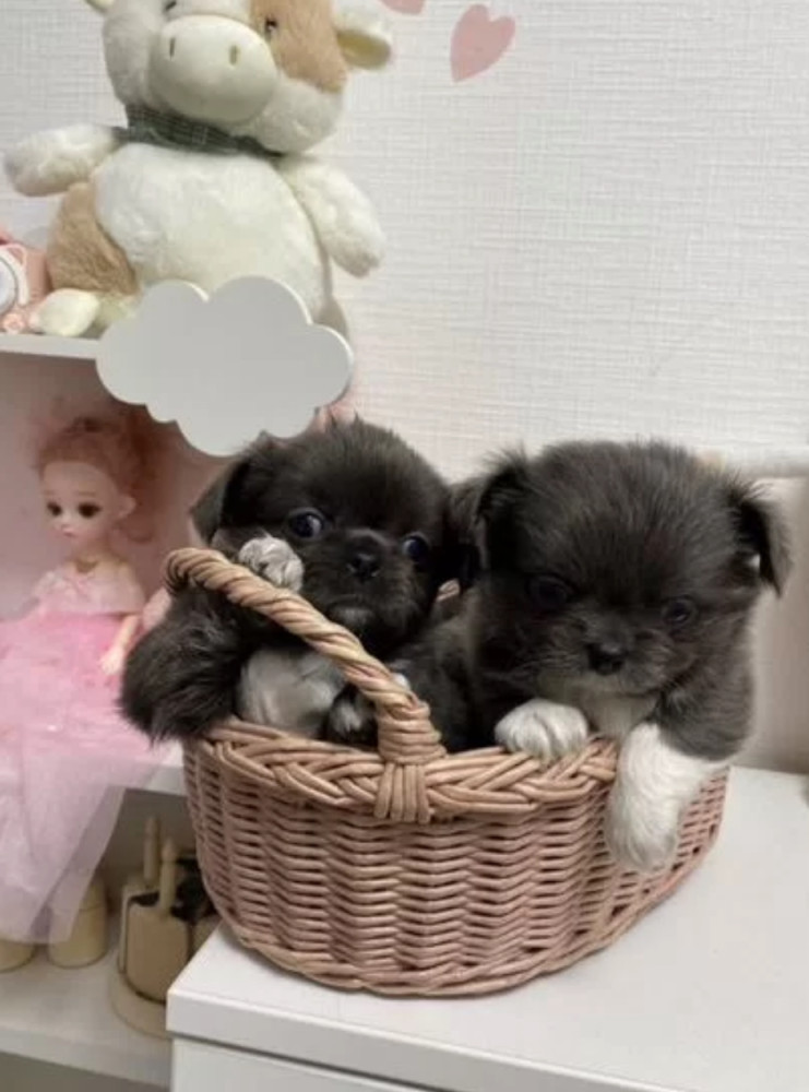 Chihuahua Girl and Boy Waiting for a New Owner in the Bronx (NY)