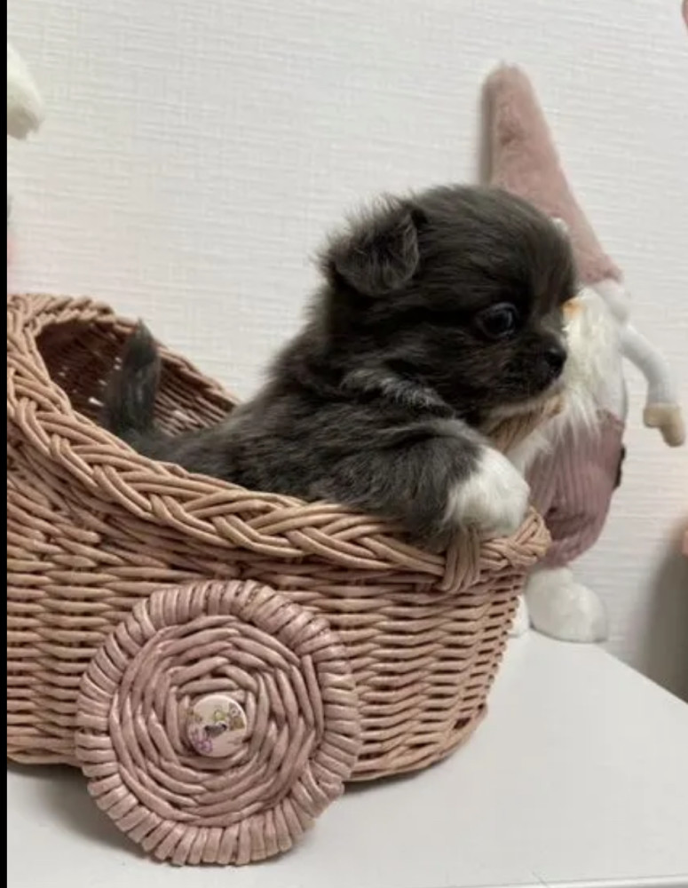 Chihuahua Girl and Boy Waiting for a New Owner in the Bronx (NY)