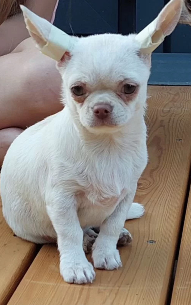 Chihuahua Girl for Sale in Manhattan (NY)
