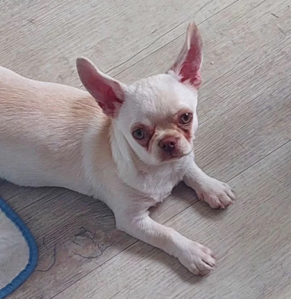 Chihuahua Girl for Sale in Manhattan (NY)