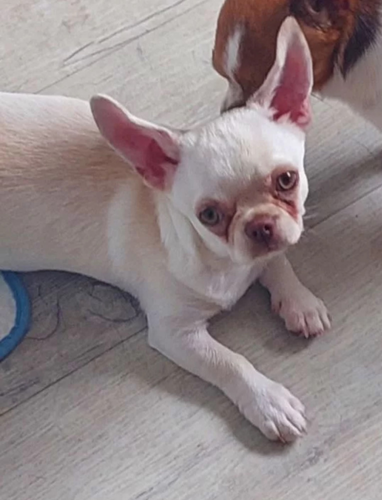 Chihuahua Girl for Sale in Manhattan (NY)