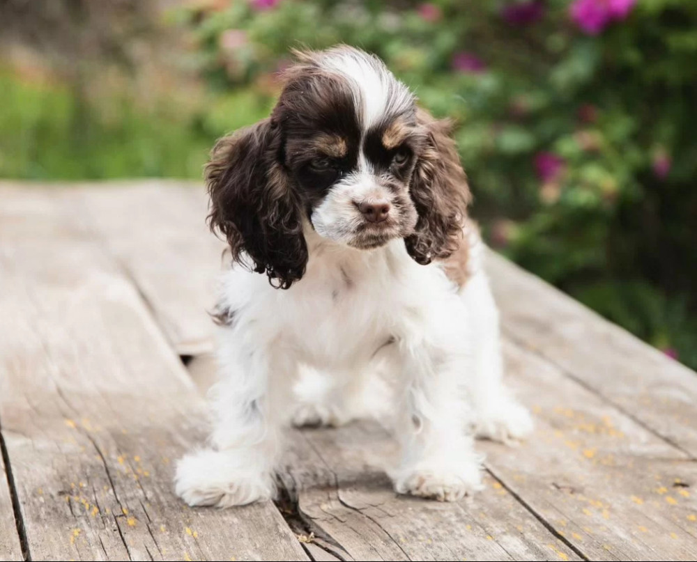 Cocker Spaniel Puppies from Responsible Breeders in Phoenix (AZ)