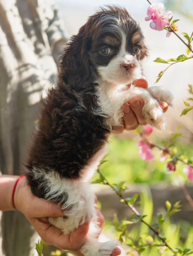 Cocker Spaniel Puppies from Responsible Breeders in Phoenix (AZ)
