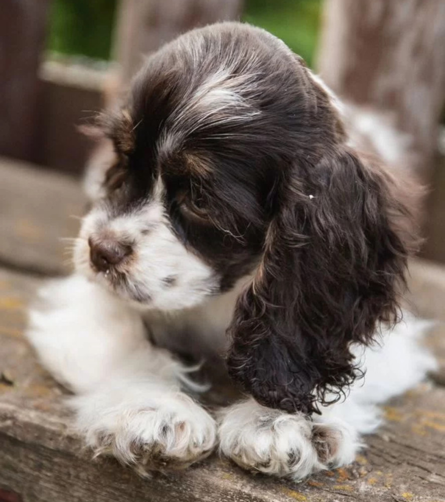 Cocker Spaniel Puppies from Responsible Breeders in Phoenix (AZ)