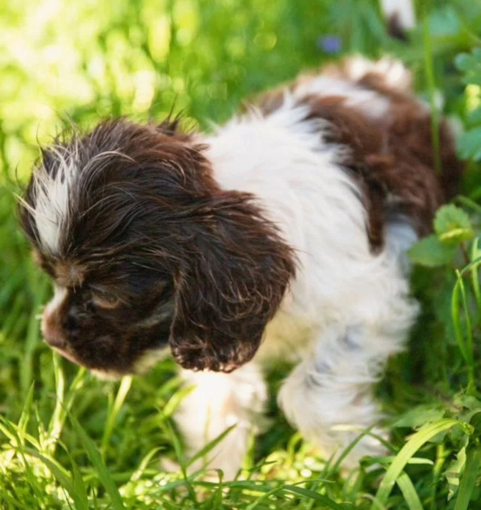 Cocker Spaniel Puppies from Responsible Breeders in Phoenix (AZ)