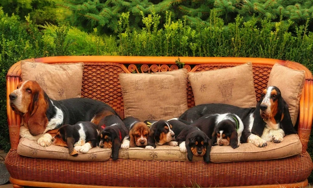 Adorable Basset Hound Puppies for Sale | Healthy & Lovable Companions!