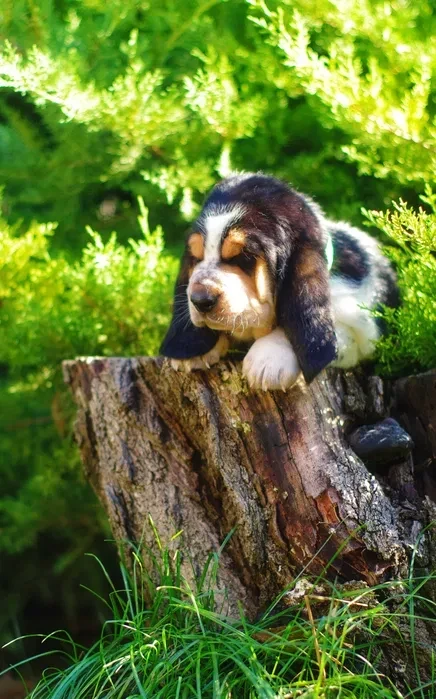 Adorable Basset Hound Puppies for Sale | Healthy & Lovable Companions!