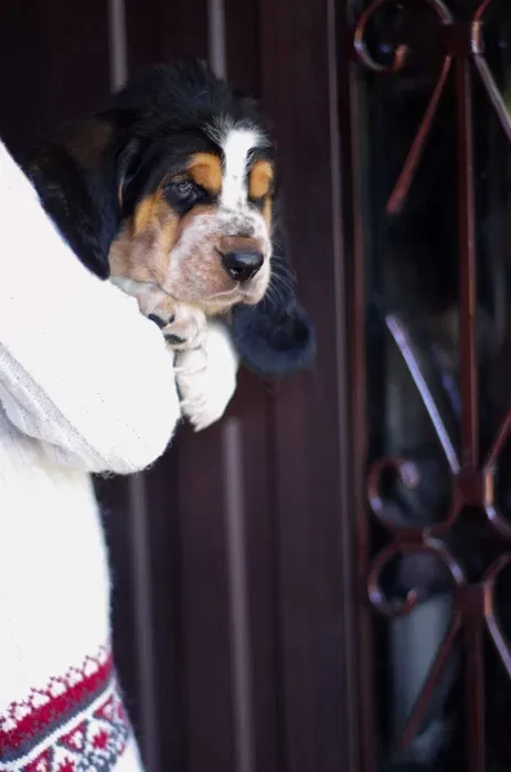 Adorable Basset Hound Puppies for Sale | Healthy & Lovable Companions!