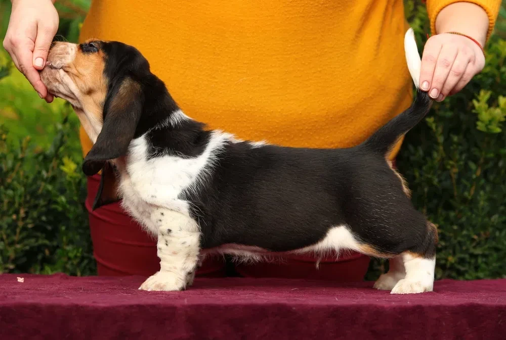 Adorable Basset Hound Puppies for Sale | Healthy & Lovable Companions!