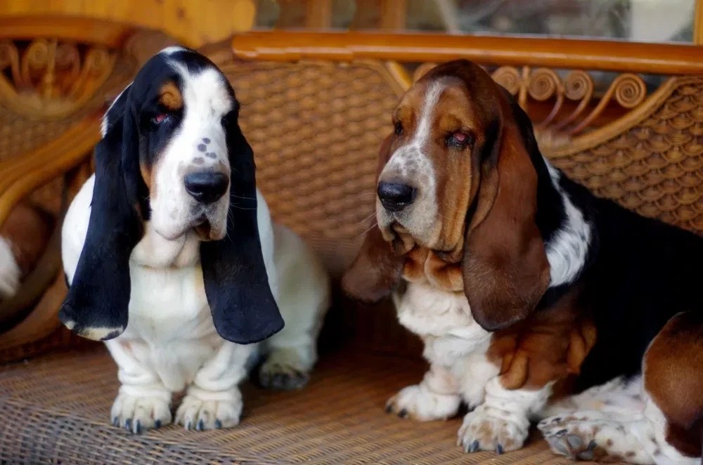 Adorable Basset Hound Puppies for Sale | Healthy & Lovable Companions!