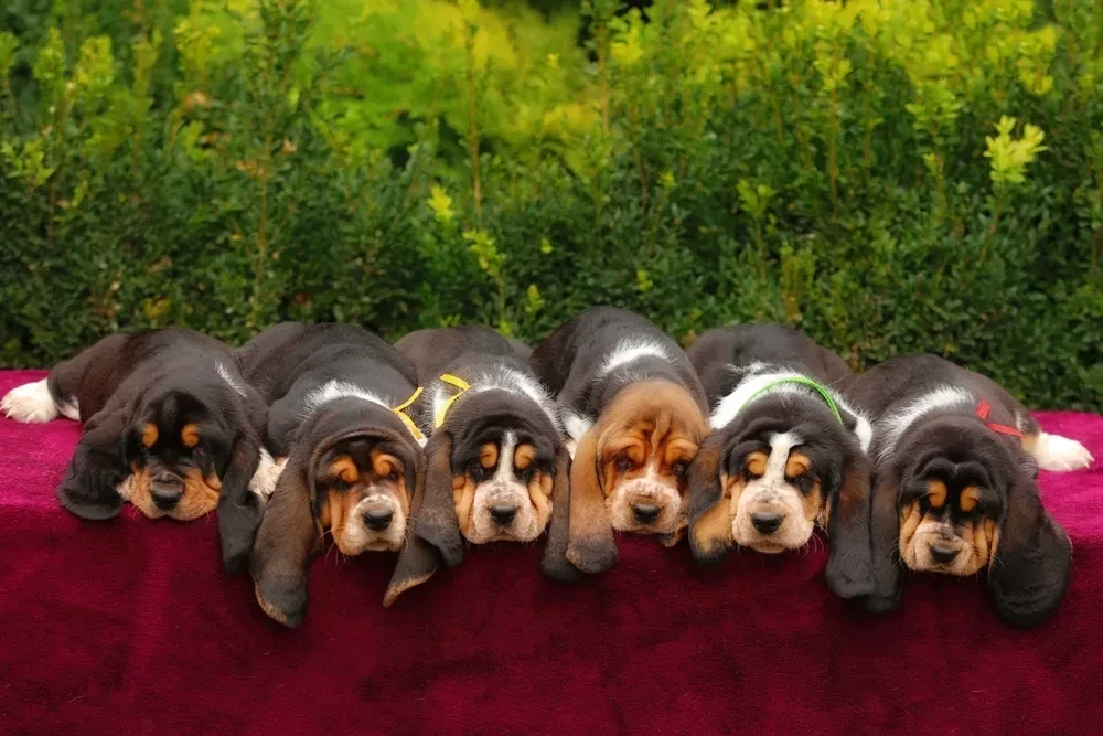 Adorable Basset Hound Puppies for Sale | Healthy & Lovable Companions!