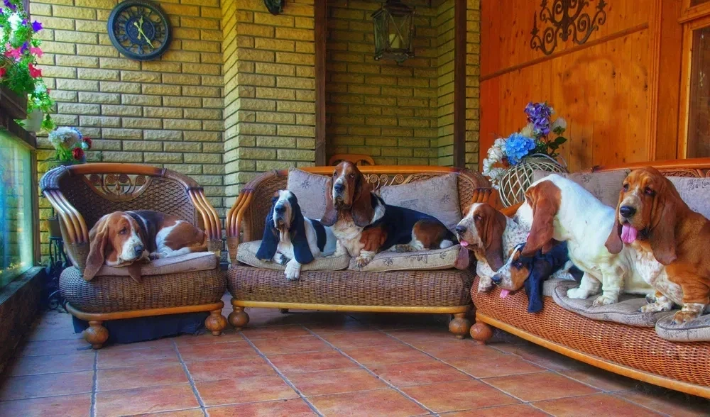 Adorable Basset Hound Puppies for Sale | Healthy & Lovable Companions!