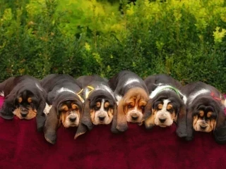 Adorable Basset Hound Puppies for Sale | Healthy & Lovable Companions!