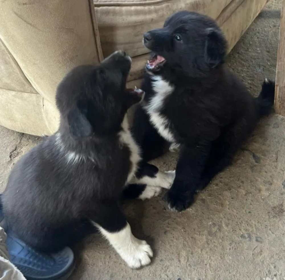 Collie Puppies Ready for Reservation in San Jose (CA)