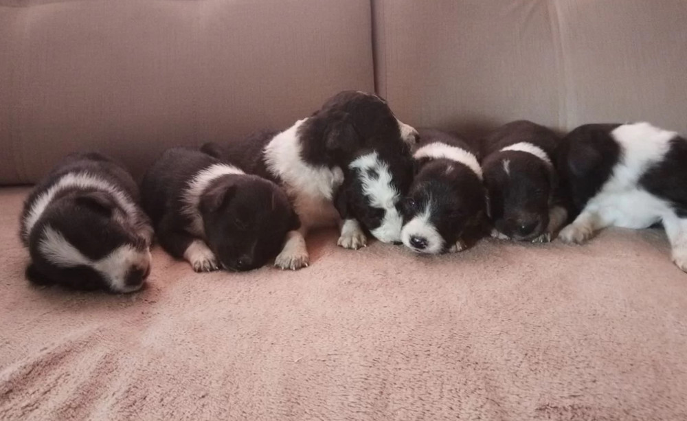 Collie Puppies Boys and Girls Available for Reservation in Fort Worth (TX)
