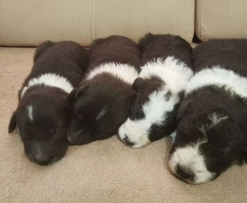 Collie Puppies Boys and Girls Available for Reservation in Fort Worth (TX)