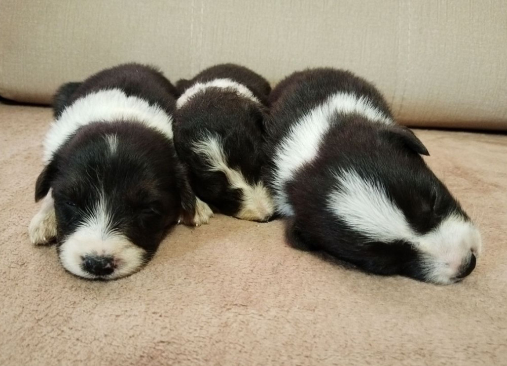 Collie Puppies Boys and Girls Available for Reservation in Fort Worth (TX)
