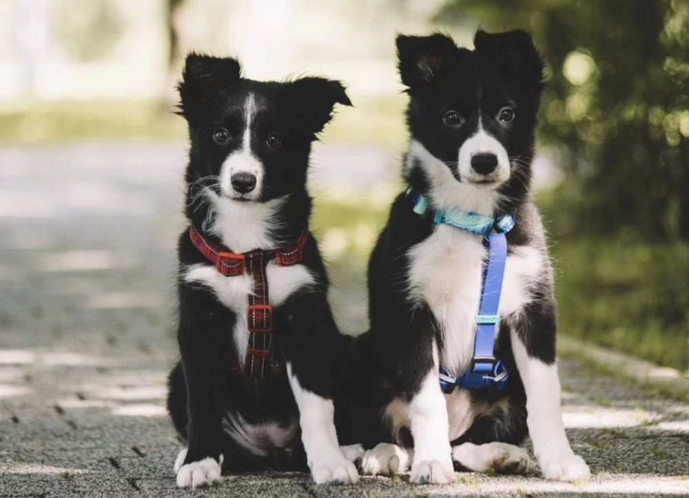 Collie Girl and Boy for Sale in Queens (NY)