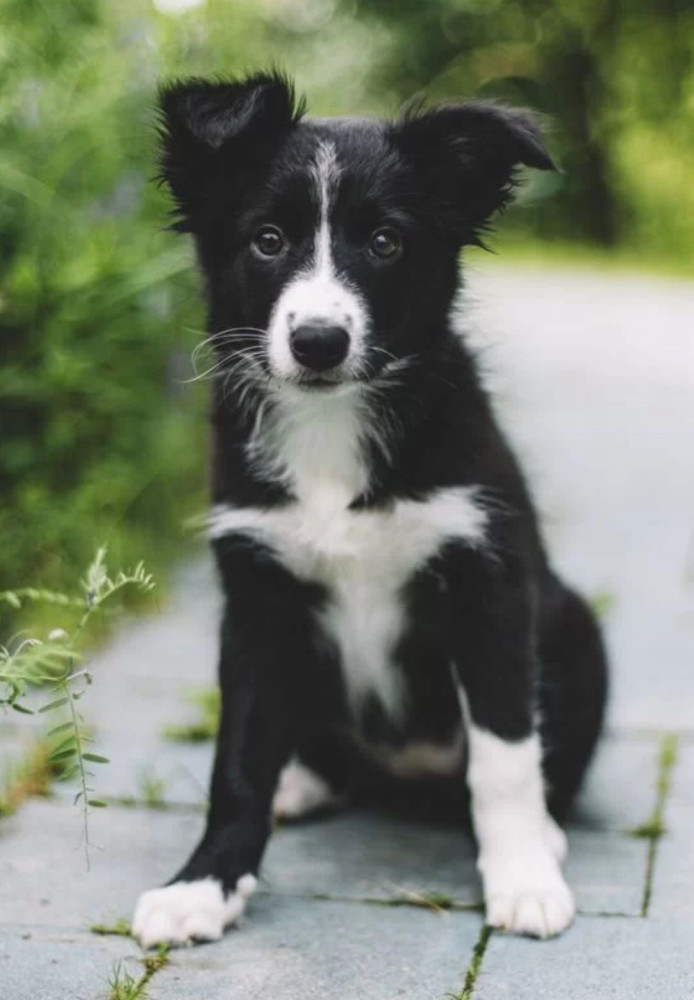 Collie Girl and Boy for Sale in Queens (NY)