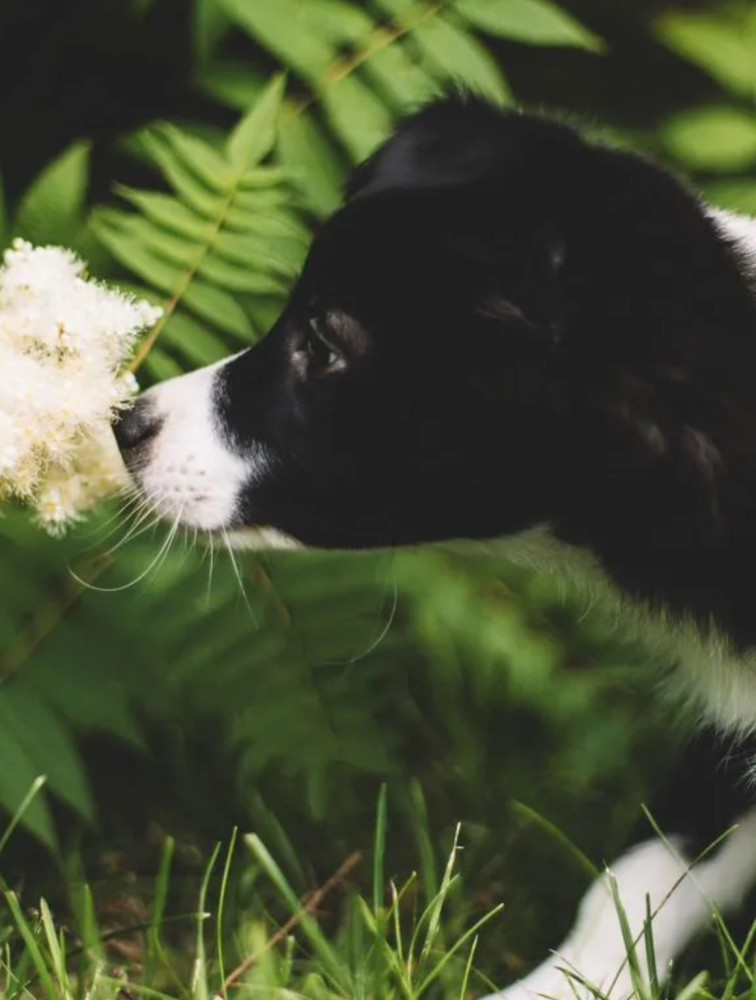 Collie Girl and Boy for Sale in Queens (NY)