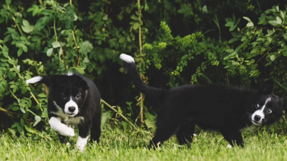 Collie Girl and Boy for Sale in Queens (NY)