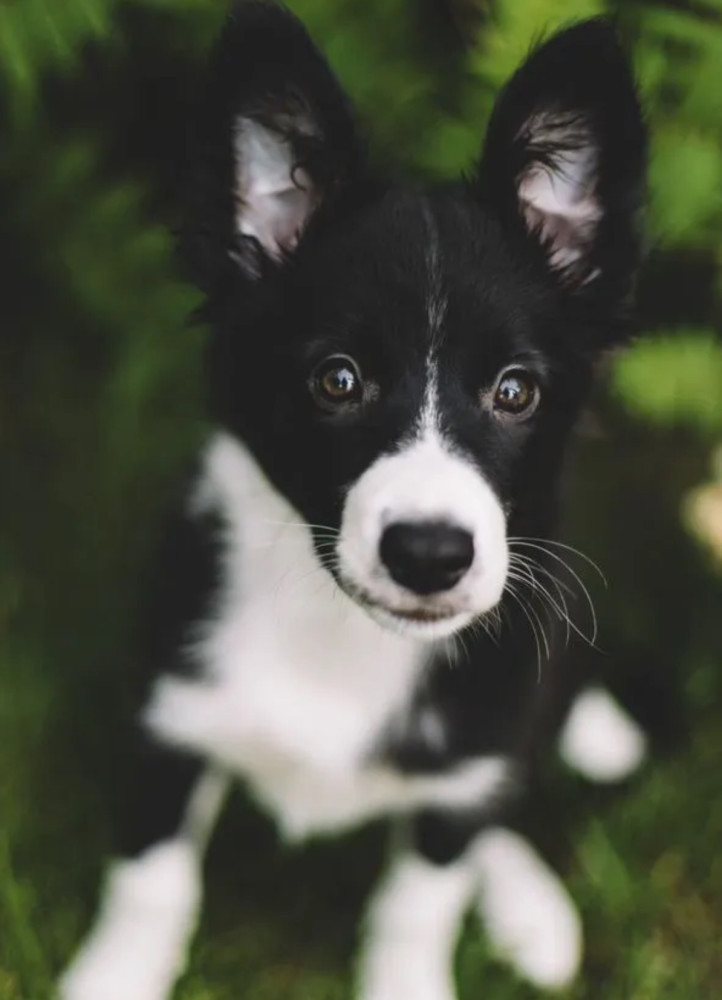 Collie Girl and Boy for Sale in Queens (NY)